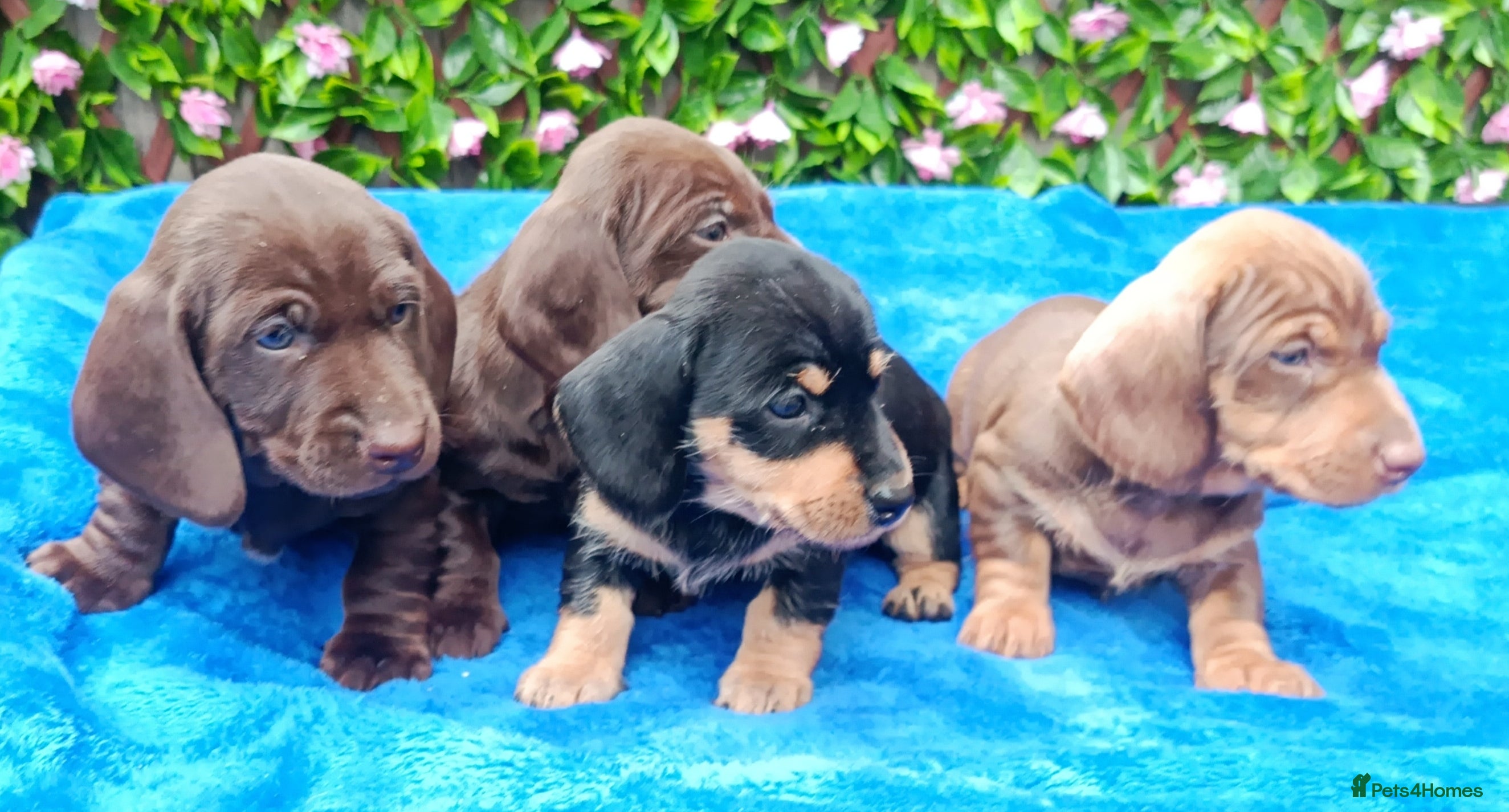 Dachshund dogs MINI WIRE DAXI KC REG LAFORA CLEAR - Advert 1