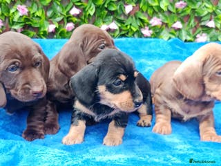 Dachshund dogs MINI WIRE DAXI KC REG LAFORA CLEAR - Advert 2