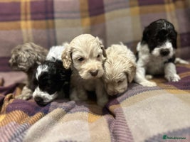 Cockapoo dogs Quality F1 Cockapoo pups - Advert 2