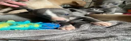 Whippet dogs for sale: KC Reg Whippet  - Advert 9