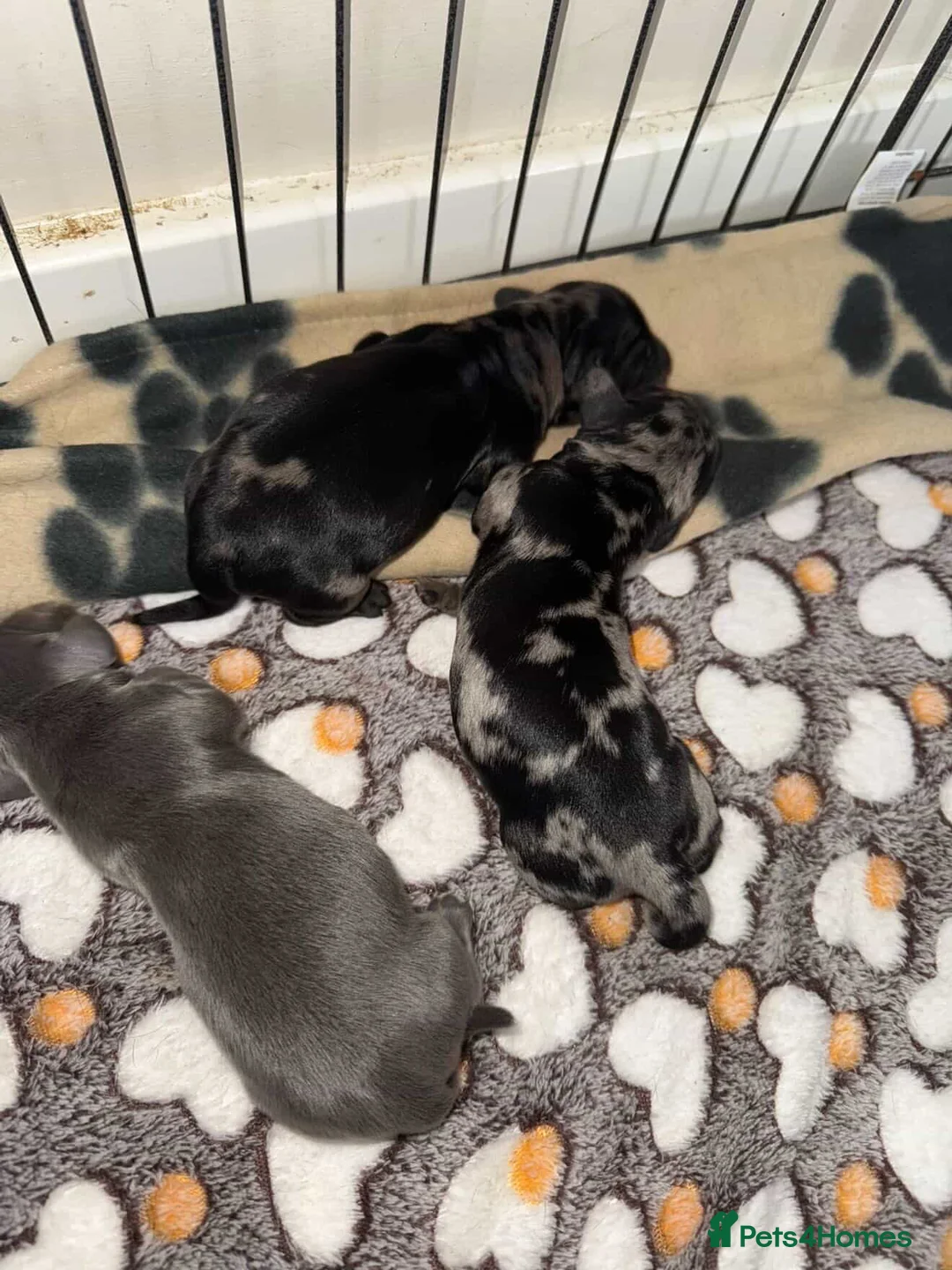 Miniature Dachshund dogs for stud: KC health tested miniature stud carry long hair  - Advert 4