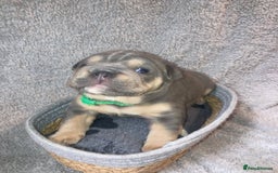 Old Tyme Bulldog dogs for sale: New English bulldogs available  - Image 9