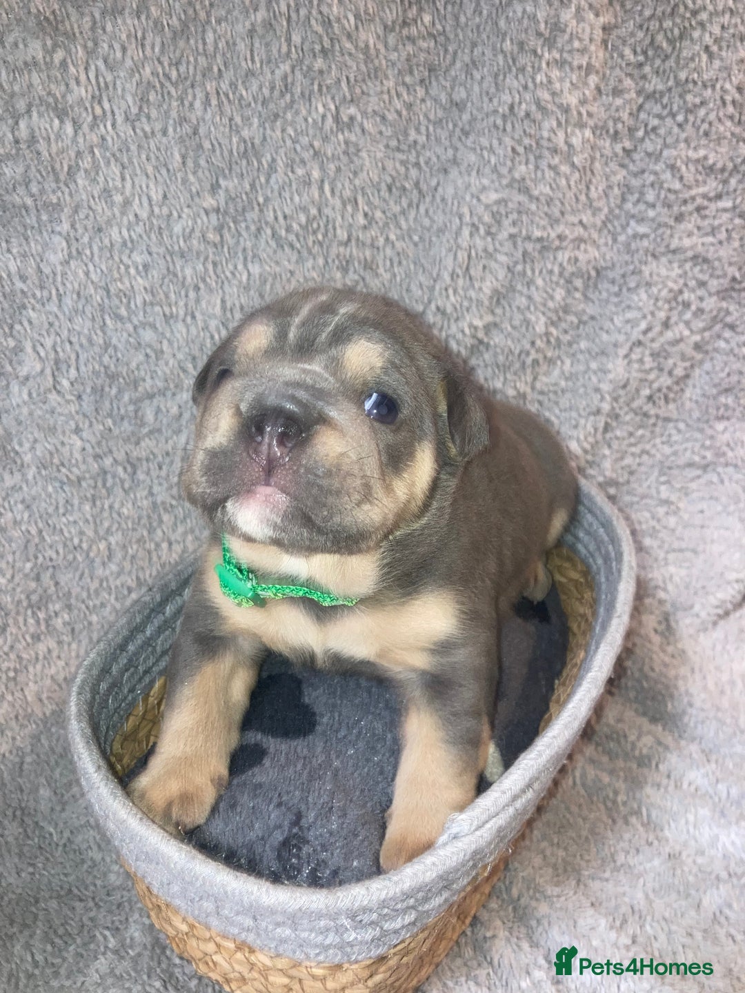 Old Tyme Bulldog dogs for sale: New English bulldogs available  - Image 9