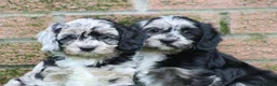 Cavapoo dogs for sale: Beautiful Cavapoo puppies for sale - Advert 22