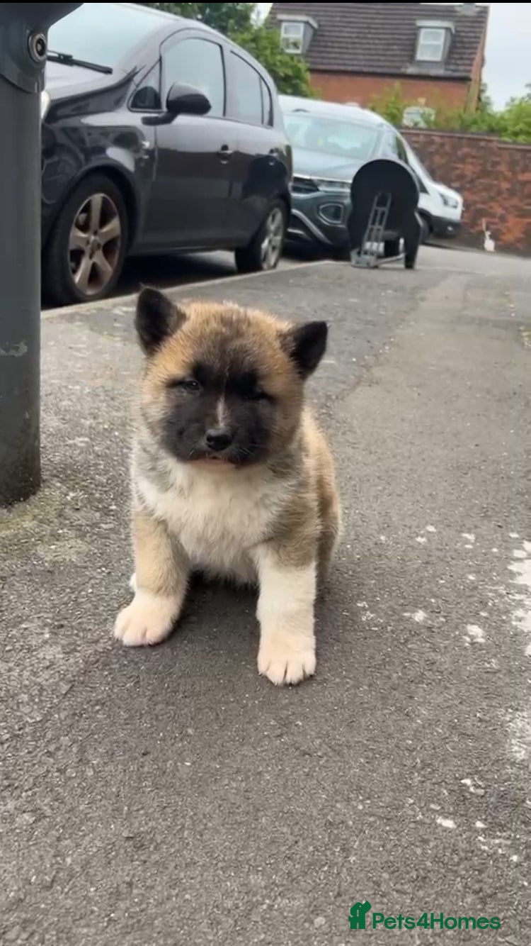 Akita dogs Akita Pups - Advert 1