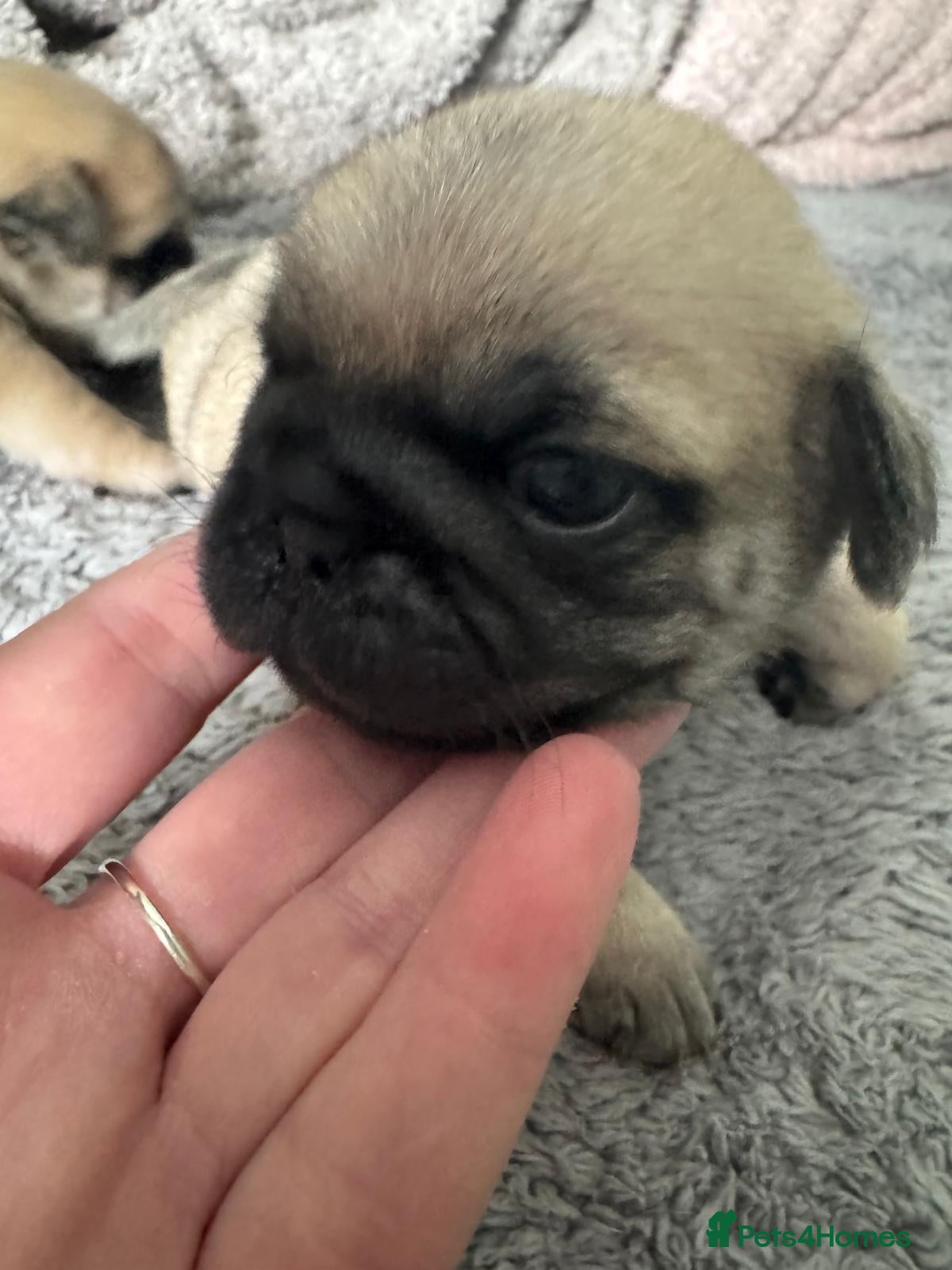 Pug dogs Pug puppies  - Advert 2