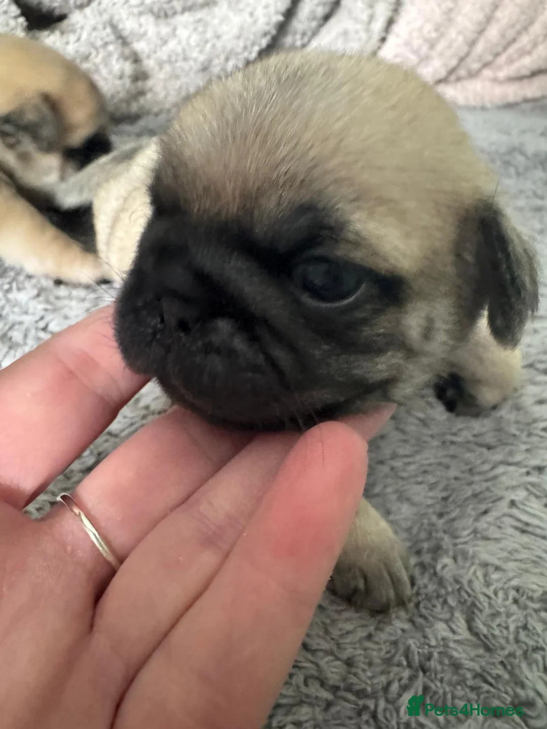 Pug dogs for sale: Pug puppies  - Advert 1