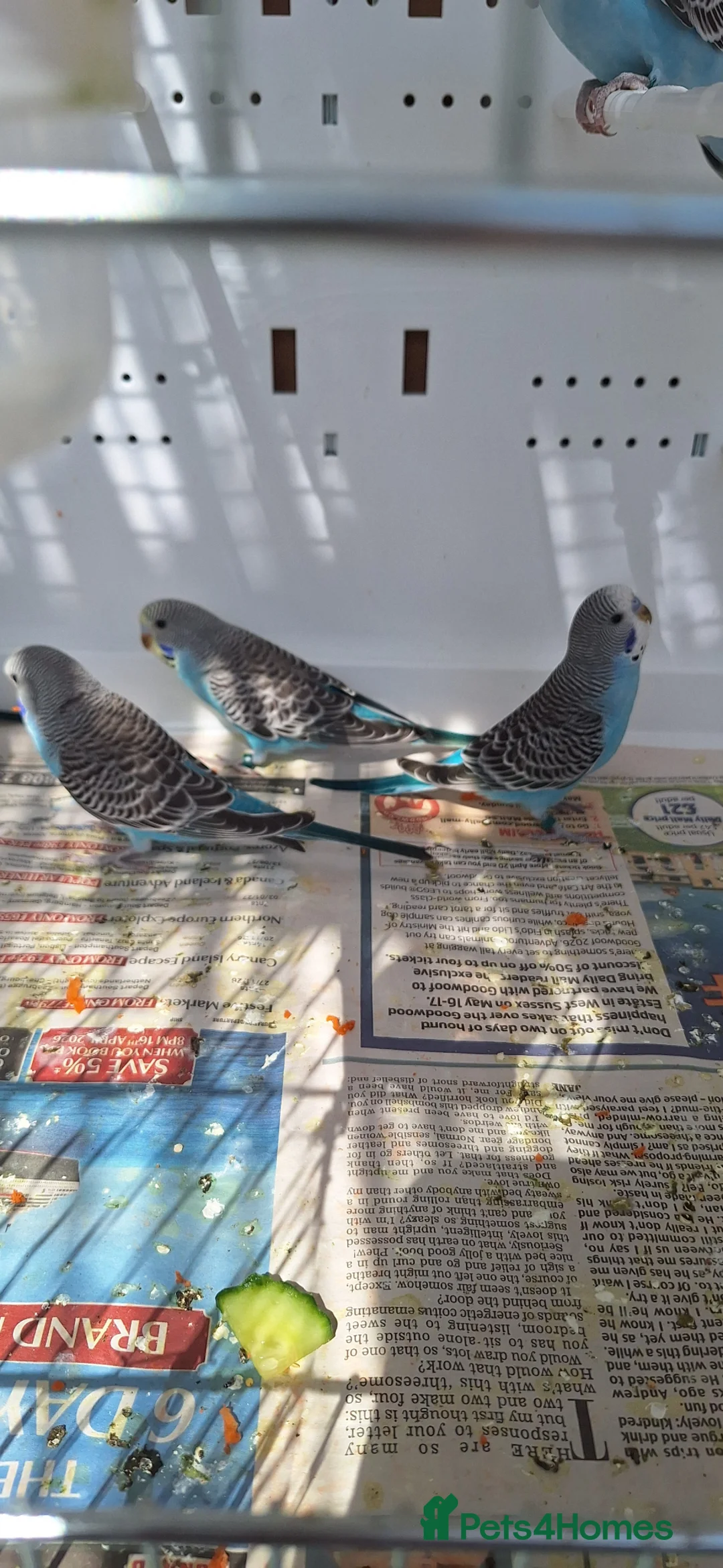 Budgerigars birds for sale: Baby budgies  - Advert 2