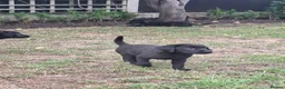 Labrador Retriever dogs for sale: Lab pups  in Lincoln - Advert 15
