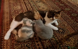 British Shorthair cats for sale: British shorthair kittens - Advert 2