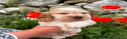 Cocker Spaniel dogs for sale: Kc show cocker spaniels  in Newry - Advert 3