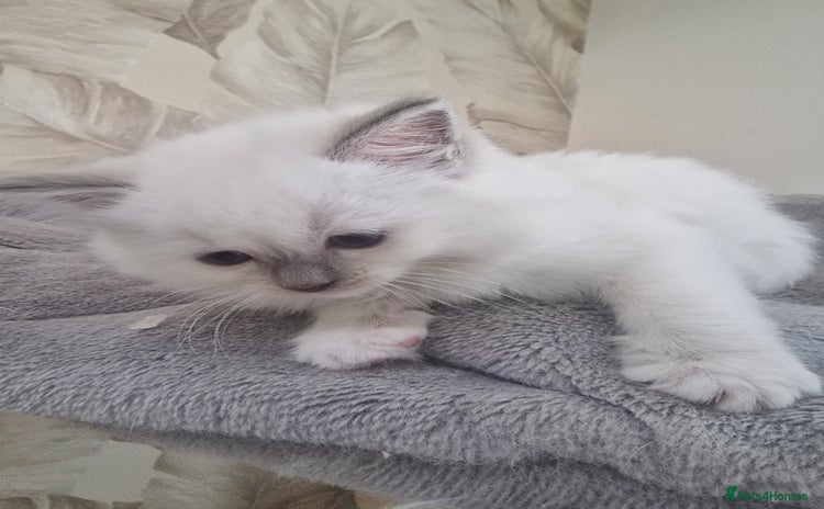 Ragdoll cats - Advert 5