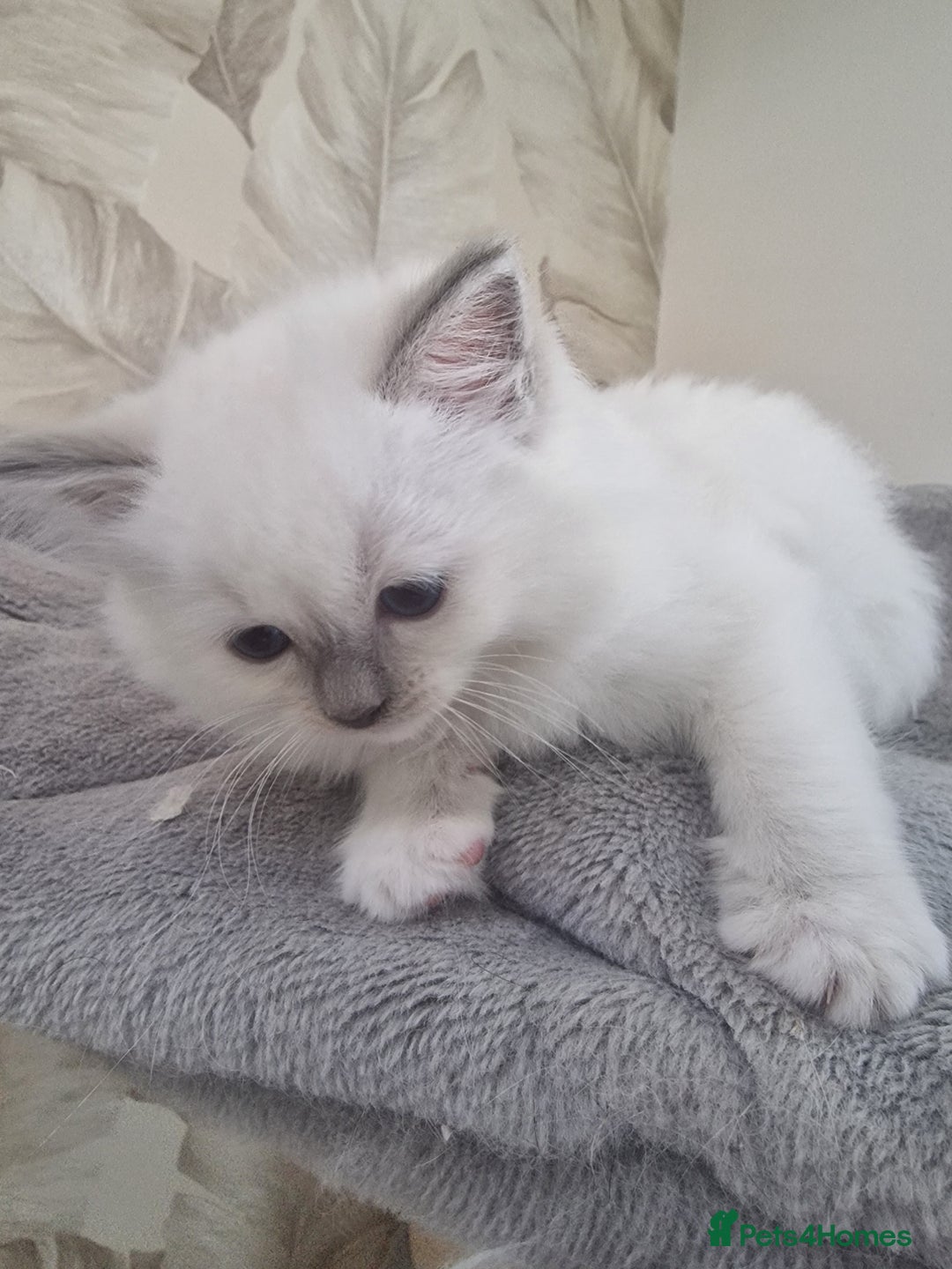 Ragdoll cats for sale: Ready to collect-Blue Point Kittens-Vaccinated - Image 1