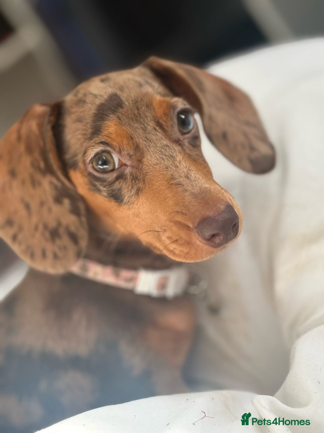 Miniature Dachshund dogs for sale: Beautiful Miniature Dachshund Girl – Tilly - Advert 1