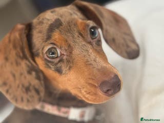 Miniature Dachshund dogs Beautiful Miniature Dachshund Girl – Tilly - Advert 13