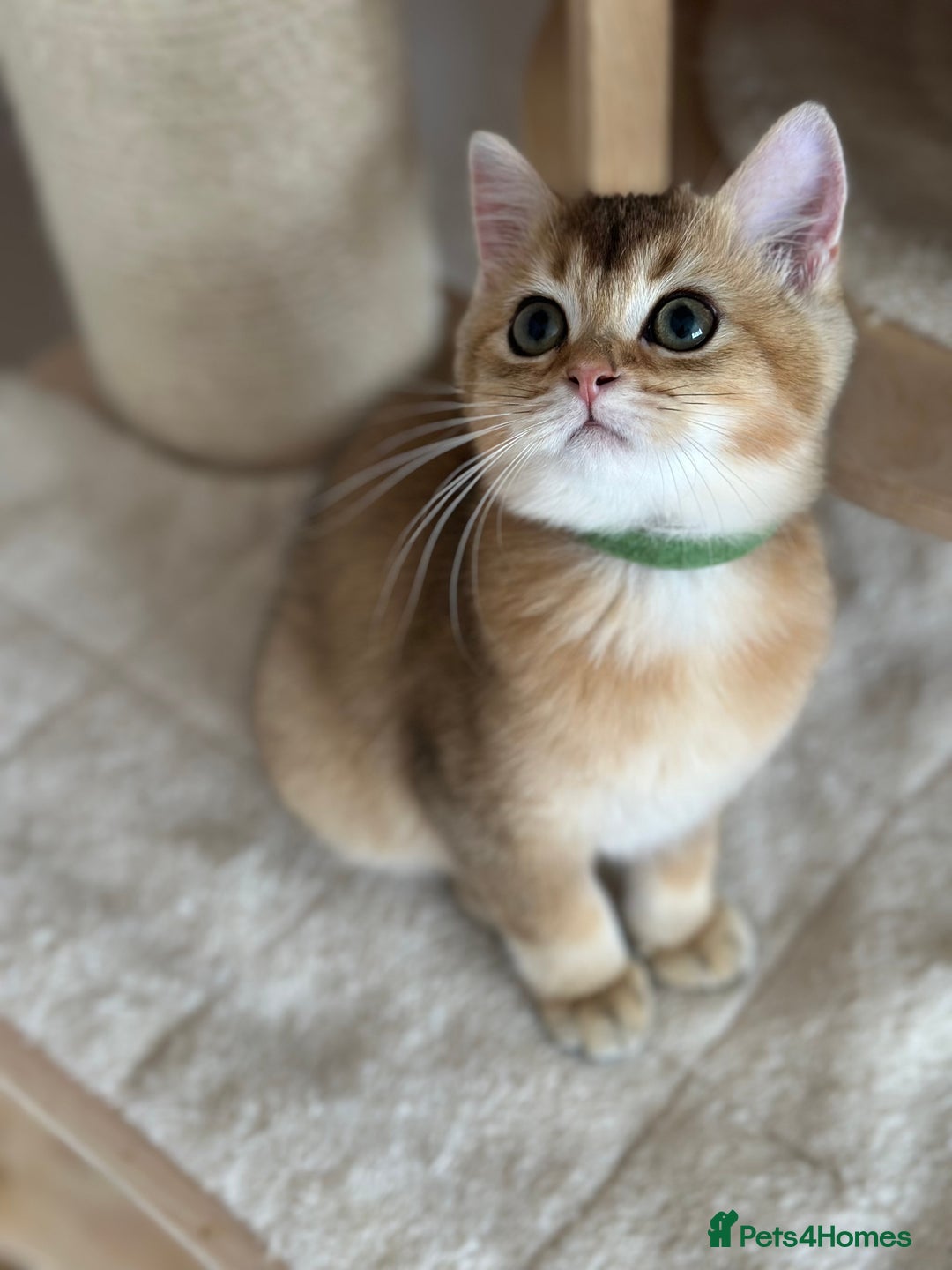British Shorthair cats for sale: BSH Golden kittens  - Image 29