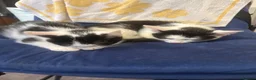 Mixed Breed cats for sale: Kittens ready for their forever home  - Advert 2