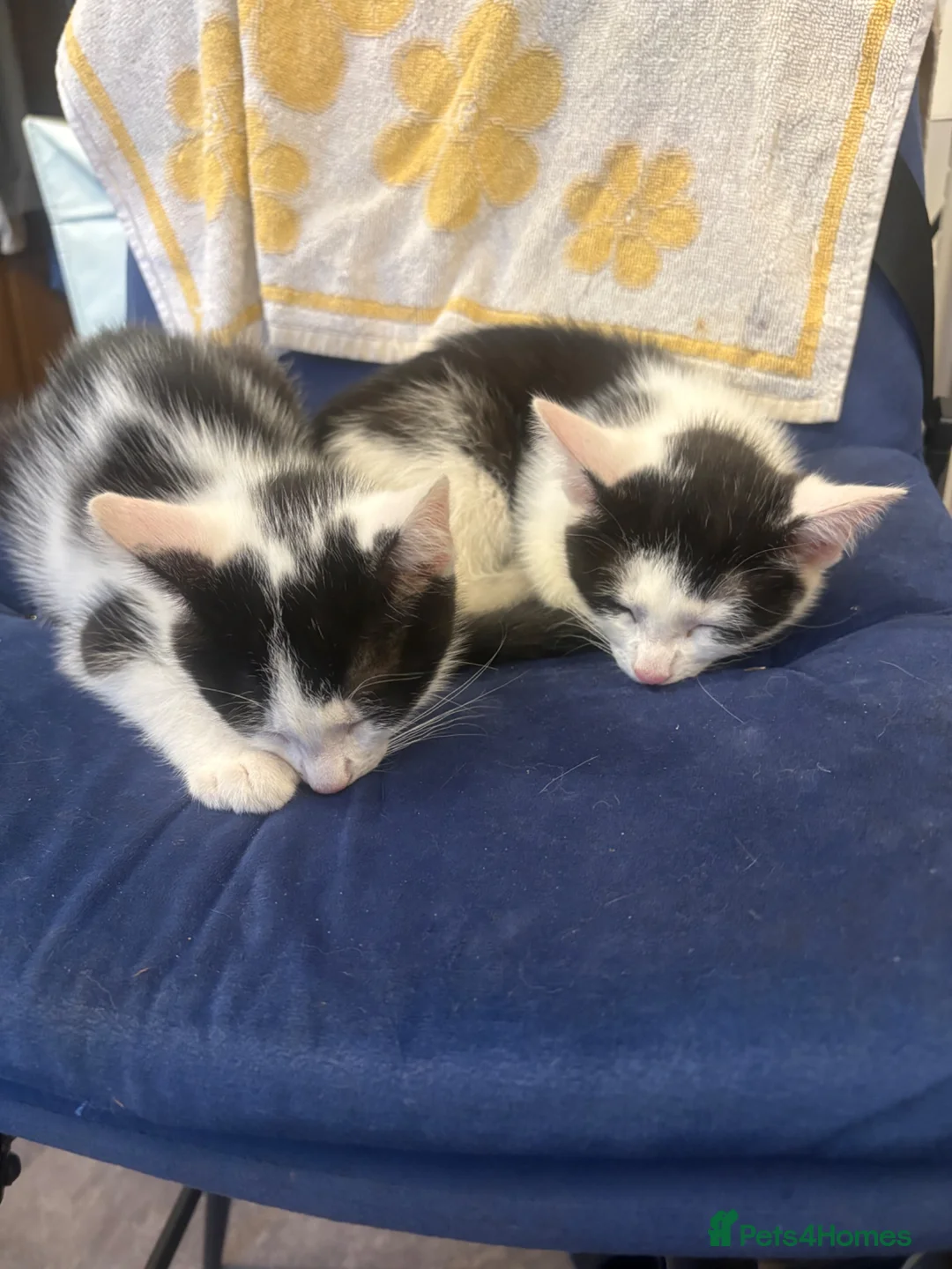 Mixed Breed cats for sale: Kittens ready for their forever home  - Advert 2