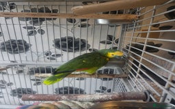 Parrots birds for sale: Blue fronted amazon female - Advert 2