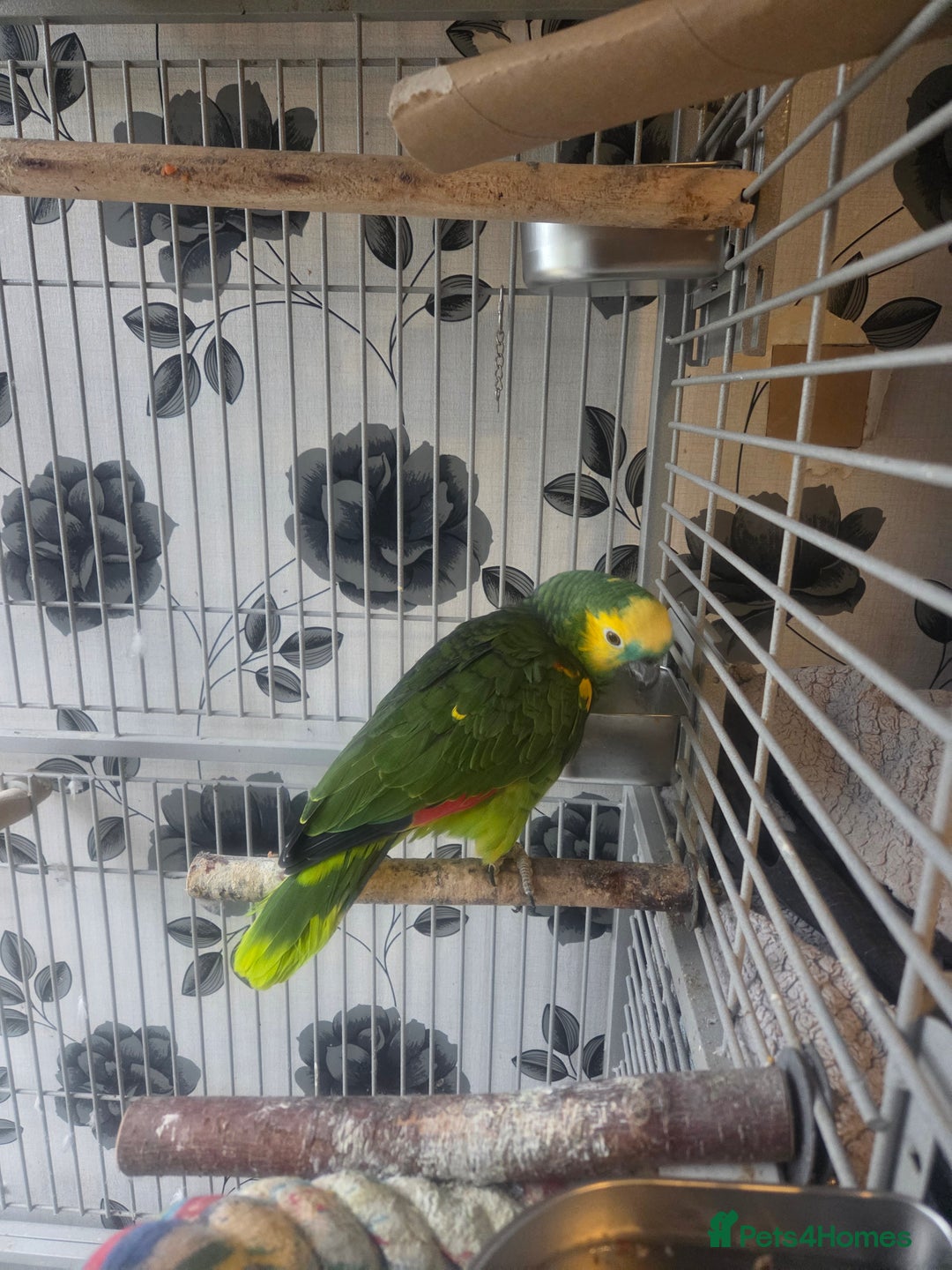 Parrots birds for sale: Blue fronted amazon female - Advert 2