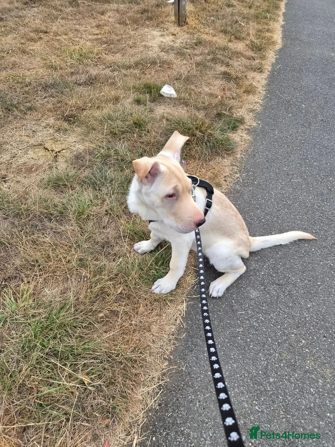Mixed Breed dogs for sale: Ghost - Advert 2