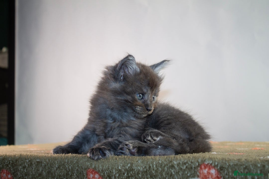 Maine Coon cats for sale: Gorgeous TICA-Registered Maine Coon Kittens! - Advert 36