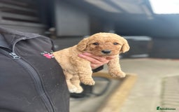 Labradoodle dogs for sale: Miniature Labradoodle Puppies,  - Image 11