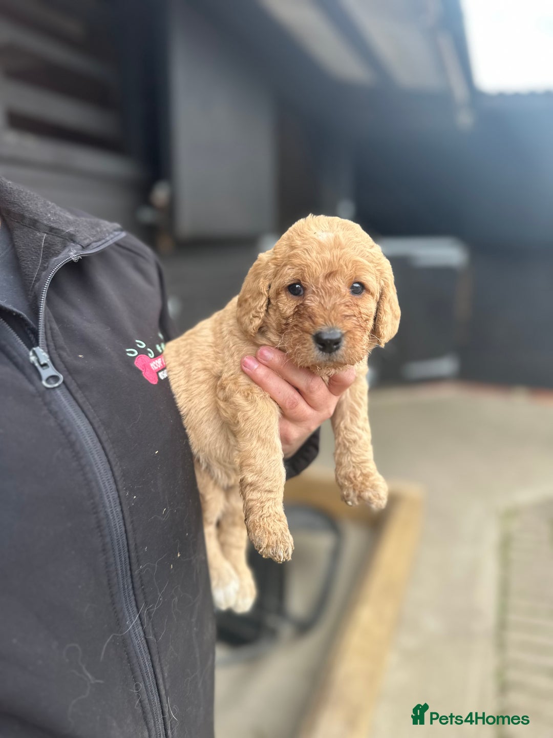 Labradoodle dogs for sale: Miniature Labradoodle Puppies,  - Image 11