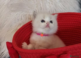 Ragdoll cats Beautiful Ragdoll kittens raised with ❤️ - Advert 6
