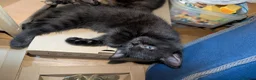 Mixed Breed cats for sale: 1 boy kitten: shadow tabby with white chest. in Taunton - Advert 12