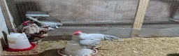 Chickens poultry for sale: Farm Chicks , Adult Layers & Cockerels 12 Breeds - Advert 6