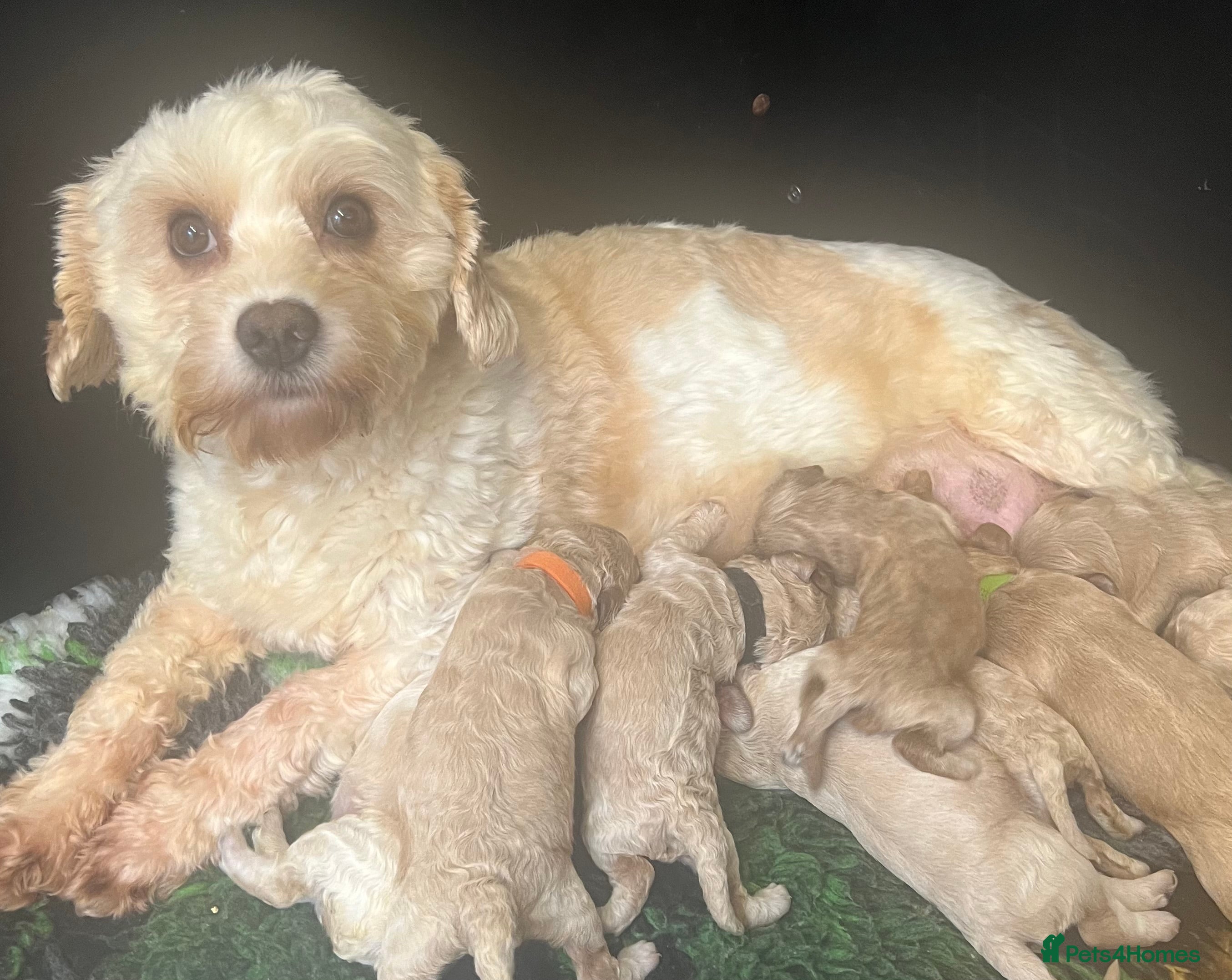 Cavapoochon dogs Cavapoochon puppies ready to reserve  - Advert 15