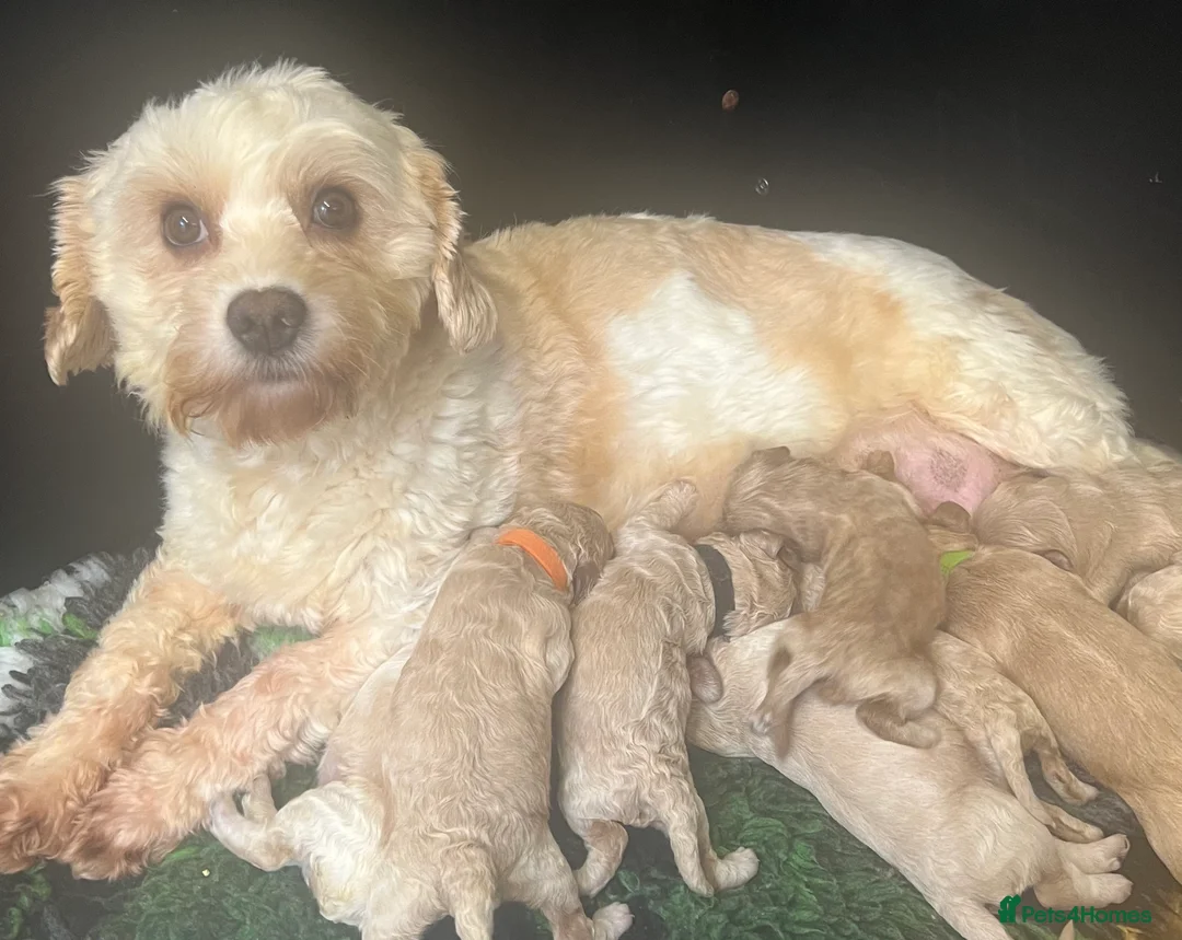 Cavapoochon dogs for sale: Cavapoochon puppies ready to reserve  - Advert 1