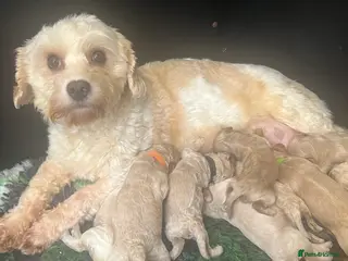 Cavapoochon dogs Cavapoochon puppies ready to reserve - Advert 15