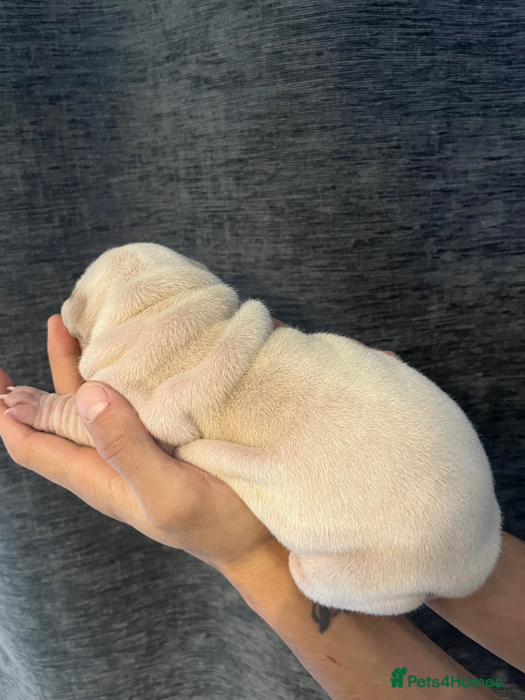 Shar Pei dogs for sale: Shar-pei Puppies - Advert 10