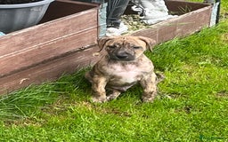 Staffordshire Bull Terrier dogs for sale: Beautiful Staffy pups - Image 20