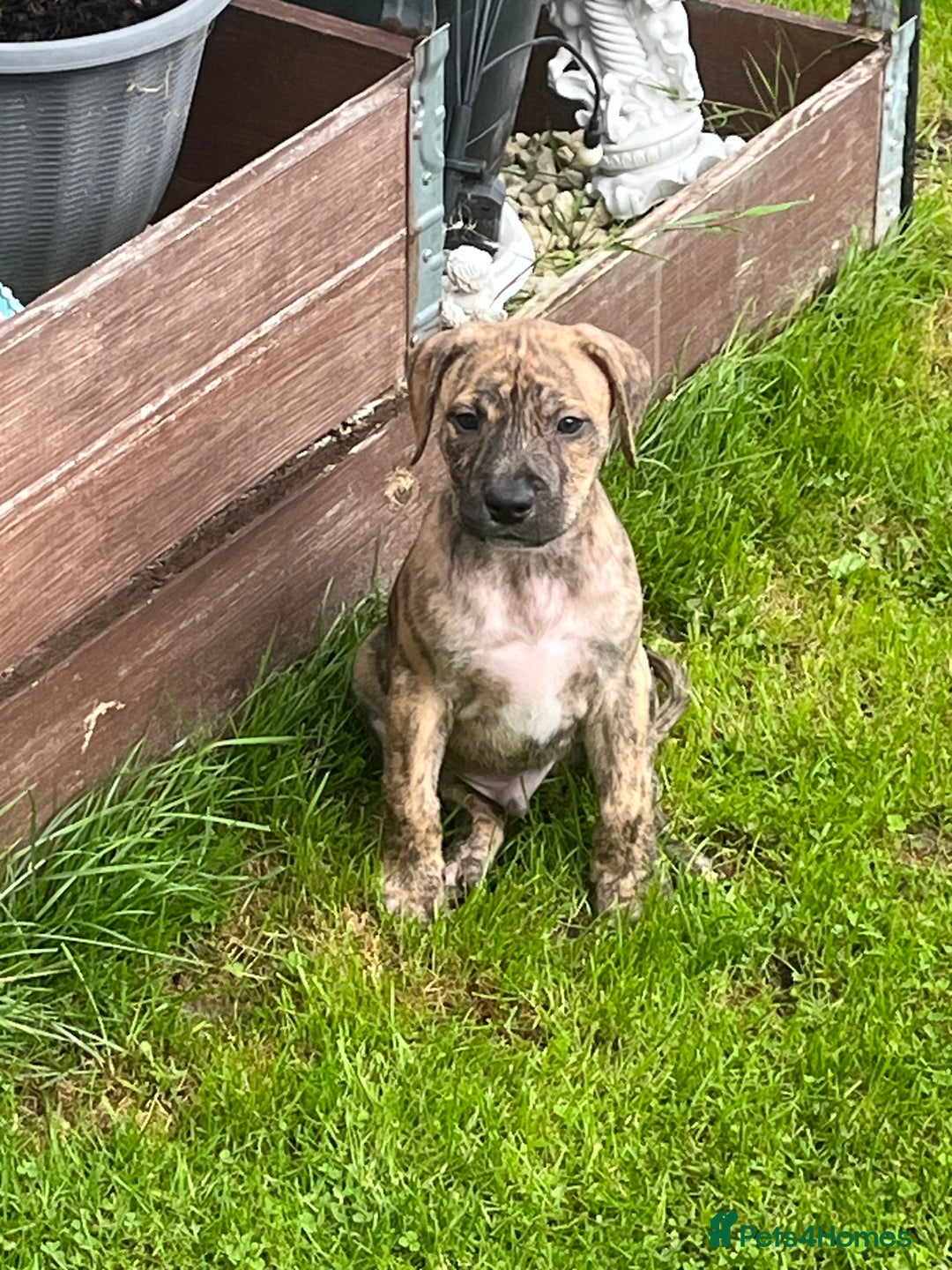 Staffordshire Bull Terrier dogs for sale: Beautiful Staffy pups - Image 20