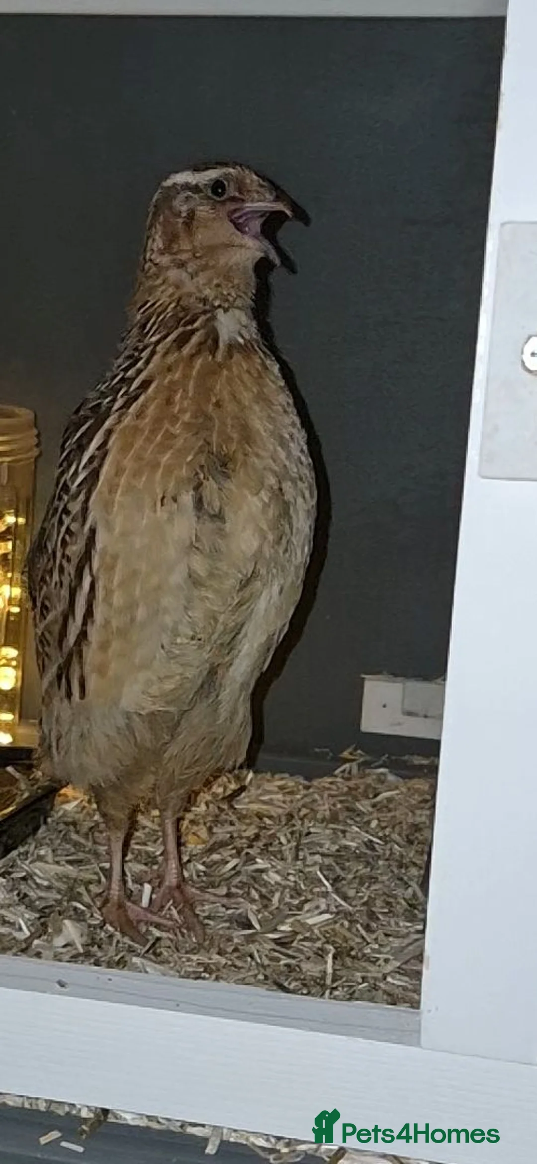 Quail poultry for sale: Male Cortunix Quails x3 in Milton Keynes - Advert 2