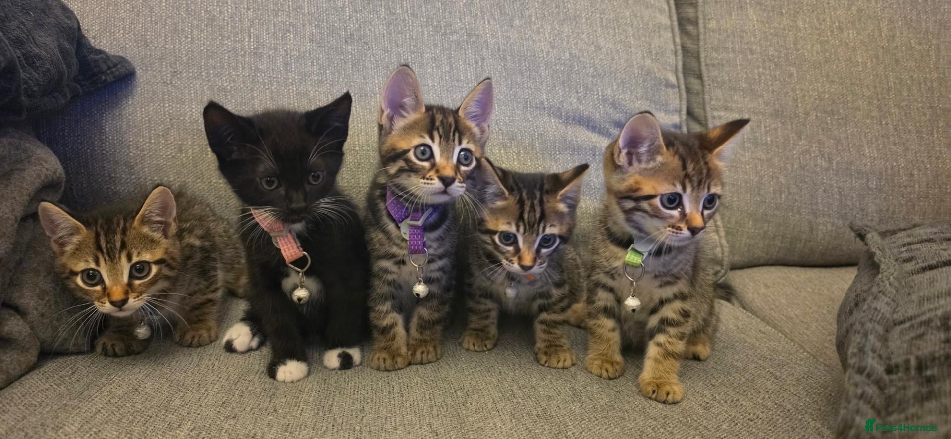 Mixed Breed cats Stunning mixed Bengal breed - Advert 3