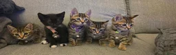 Mixed Breed cats for sale: Stunning mixed Bengal breed in Ilford - Advert 1