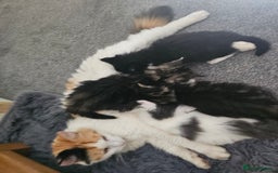 Mixed Breed cats for sale: Gorgeous fluffy kittens.READY NOW - Image 3