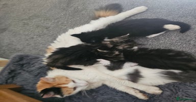 Mixed Breed cats - Advert 4