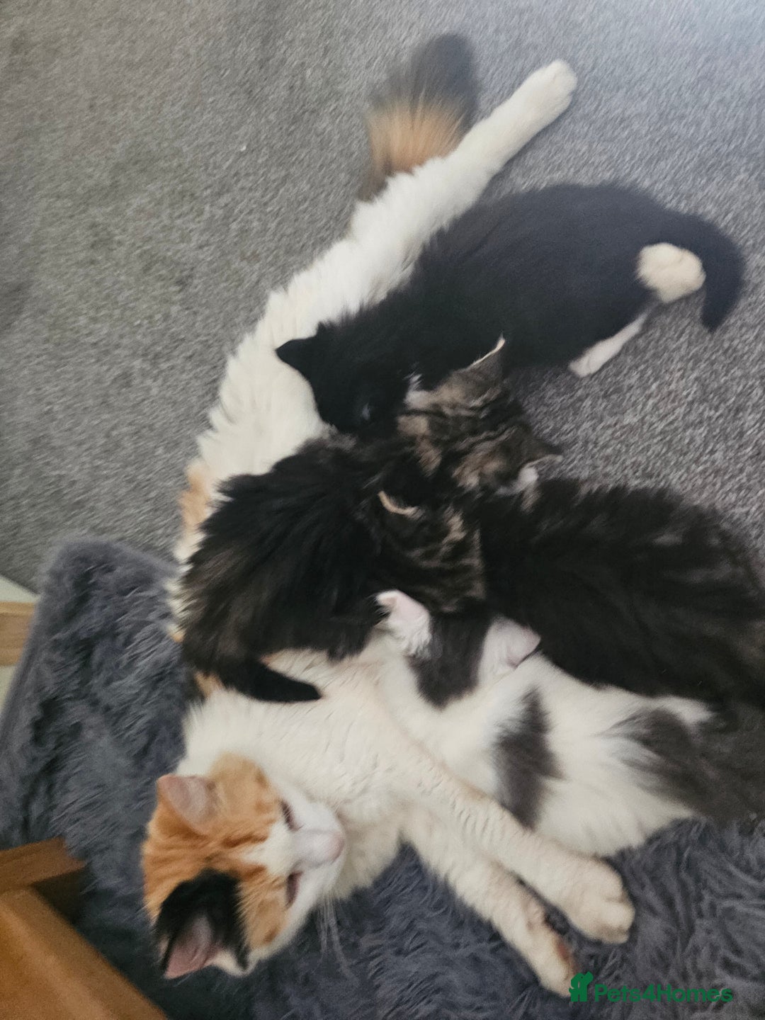 Mixed Breed cats for sale: Gorgeous fluffy kittens.READY NOW - Image 3