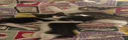 Mixed Breed cats for sale: 7 kittens available for adoption  - Advert 2
