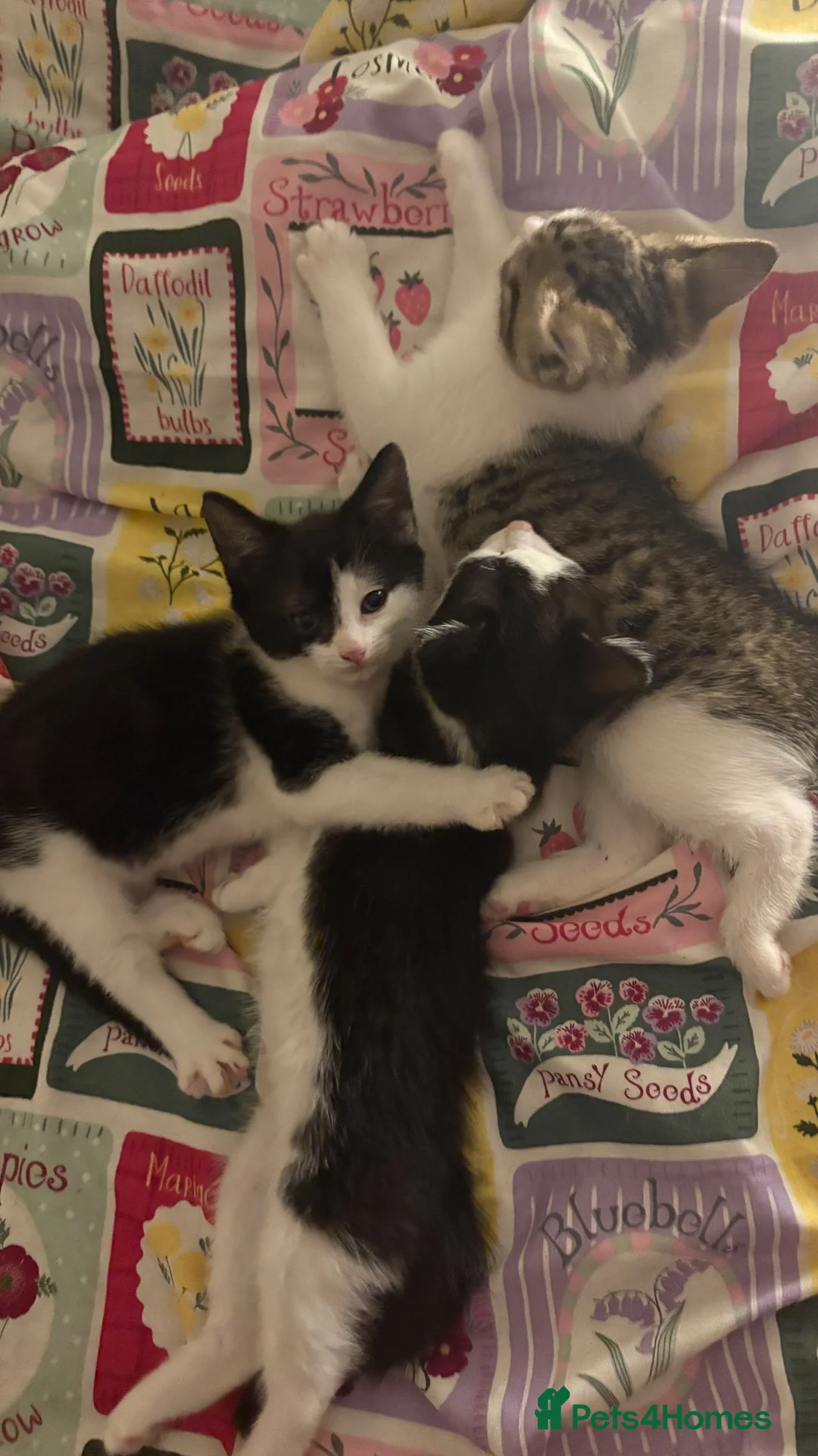 Mixed Breed cats for sale: 7 kittens available for adoption  - Advert 2