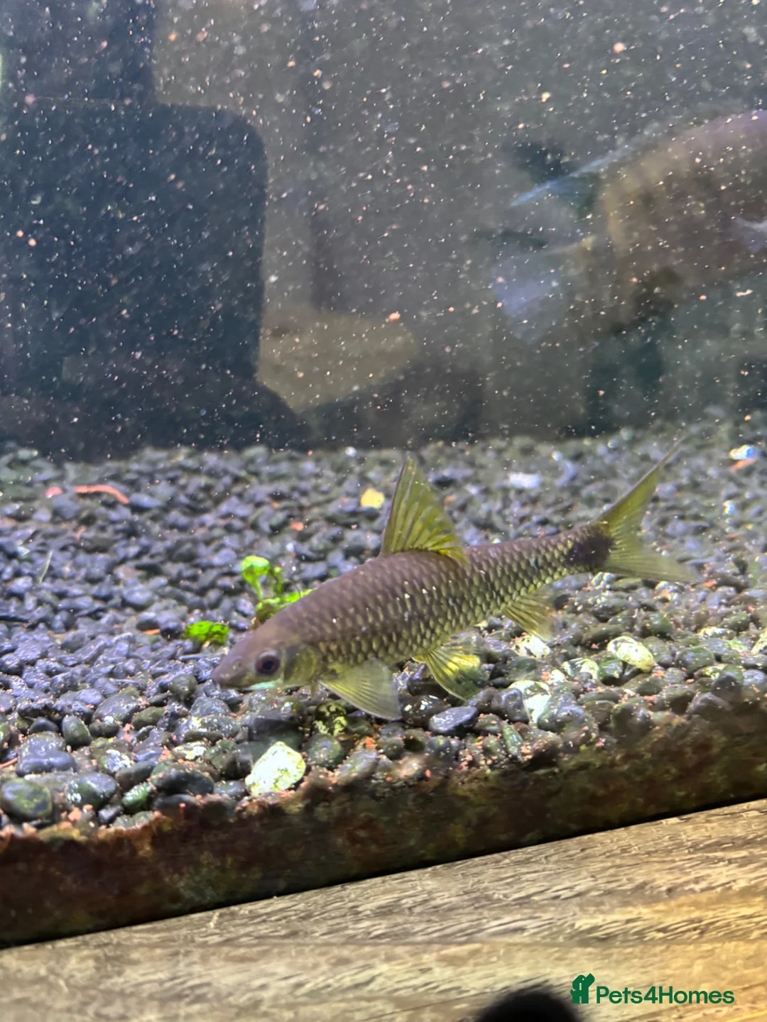 Cichlids fish for sale: 2 fish for sale  - Advert 2