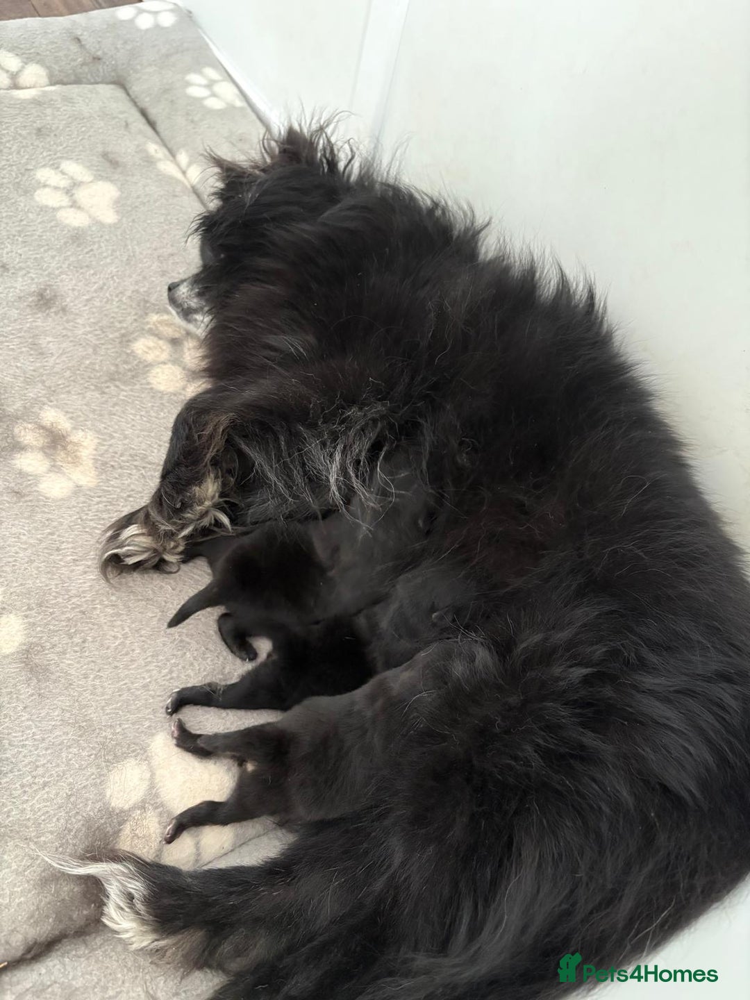 Pomeranian dogs for sale: 3 Little Girls Looking for Love! - Image 8