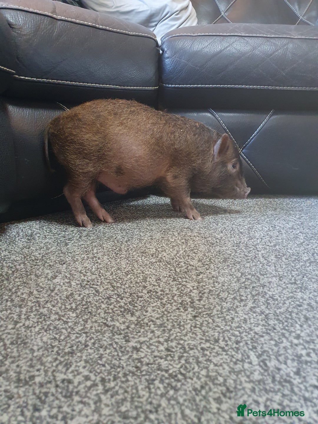 Pig livestock for sale: Real life miniture Richard ham micro pig  - Advert 10