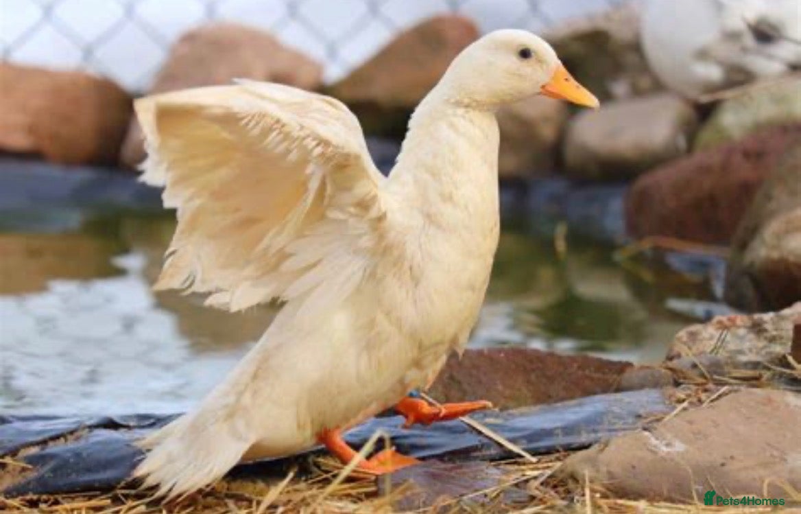 Ducks poultry Looking for female call duck - Advert 21