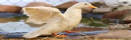 Ducks poultry for sale: Looking for female call duck - Advert 1